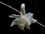 Read more: Dendrobium crumenatum
