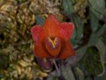 Read more: Dendrobium cuthbertsonii