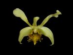 Read more: Dendrobium delacourii