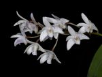 Read more: Dendrobium delicatum