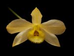Read more: Dendrobium gibsonii