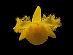 Read more: Dendrobium harveyanum
