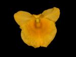 Read more: Dendrobium jenkinsii