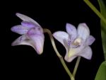 Read more: Dendrobium kingianum var. silcockii