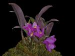 Read more: Dendrobium laevifolium