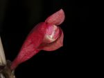 Read more: Dendrobium lawesii