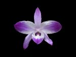 Read more: Dendrobium parishii