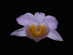 Read more: Dendrobium loddigesii