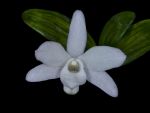 Read more: Dendrobium moniliforme
