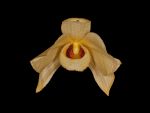 Read more: Dendrobium moschatum var cuprum