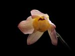 Read more: Dendrobium moschatum var unguipetalum