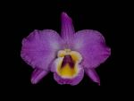 Read more: Dendrobium nobile var nobilius