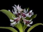 Read more: Dendrobium peguanum
