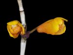 Read more: Dendrobium subclausum var pandanicola