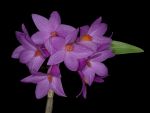 Read more: Dendrobium glomeratum