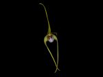 Read more: Dendrobium tetragonum, var. giganteum