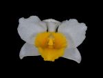 Read more: Dendrobium thyrsiflorum
