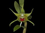 Read more: Dendrobium tobaense