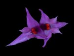 Read more: Dendrobium violaceum subsp cyperifolium