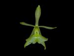 Read more: Epidendrum difforme