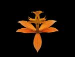 Read more: Epidendrum ibaguense forma orange