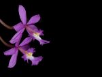 Read more: Epidendrum ibaguense forma rosea