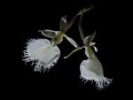 Read more: Epidendrum ilense