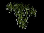 Read more: Epidendrum paniculatum
