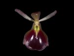 Read more: Epidendrum peperomia