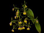 Read more: Epidendrum pseudepidendrum