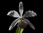 Leggi tutto: Guarianthe skinneri forma albescens