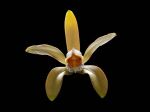 Read more: Cattleya forbesii