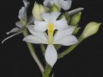 Leggi tutto: Epidendrum bracteolatum