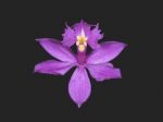 Read more: Epidendrum denticulatum
