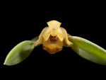 Read more: Maxillaria pachyphylla var. brunneofusca