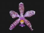 Read more: Phalaenopsis hieroglyphica