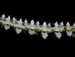 Read more: Listrostachys pertusa