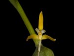 Read more: Maxillaria hennisiana