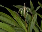 Read more: Maxillaria lepidota