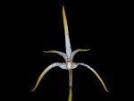 Read more: Maxillaria speciosa