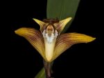 Read more: Maxillaria striata