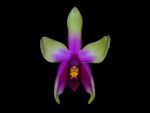 Read more: Phalaenopsis violacea