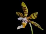 Read more: Phalaenopsis luddemanniana
