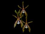Read more: Phalaenopsis mannii