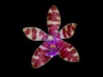 Read more: Phalaenopsis mariae