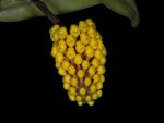 Read more: Robiquetia cerina, yellow form