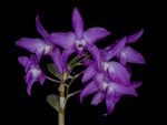 Read more: Dendrobium Kurenai