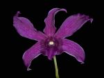 Read more: Dendrobium Dora Poong