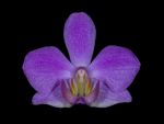 Leggi tutto: Doritaenopsis Elizabeth Waldheim