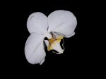 Leggi tutto: Phalaenopsis Antartic Sunrice